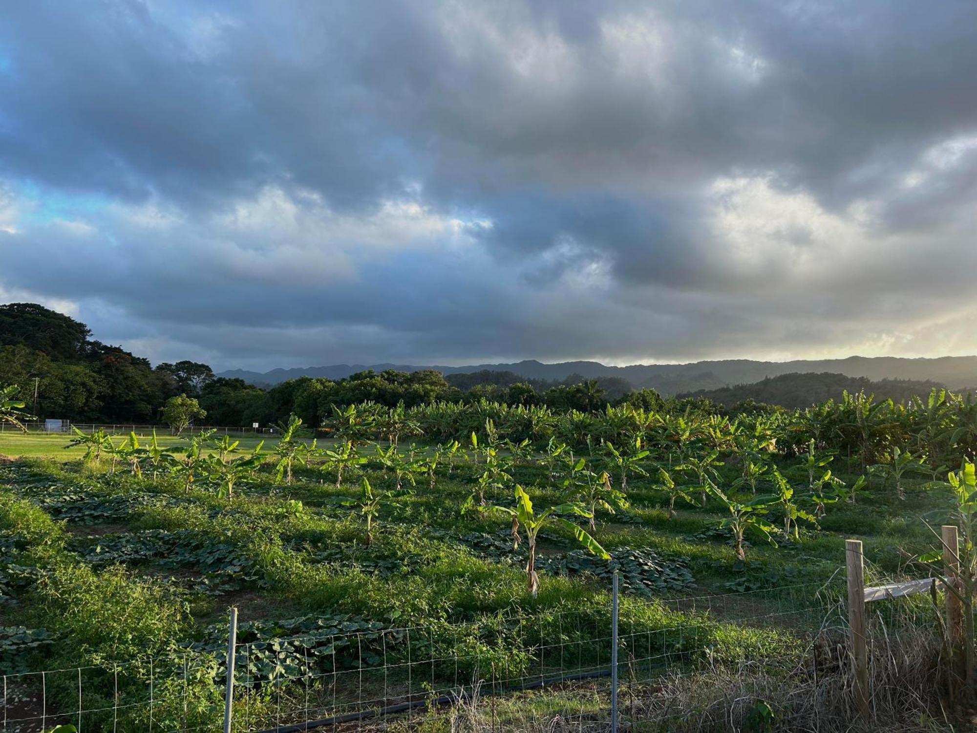 Maleka Farm: Tent Glamping North Shore Oahu Laie Dış mekan fotoğraf